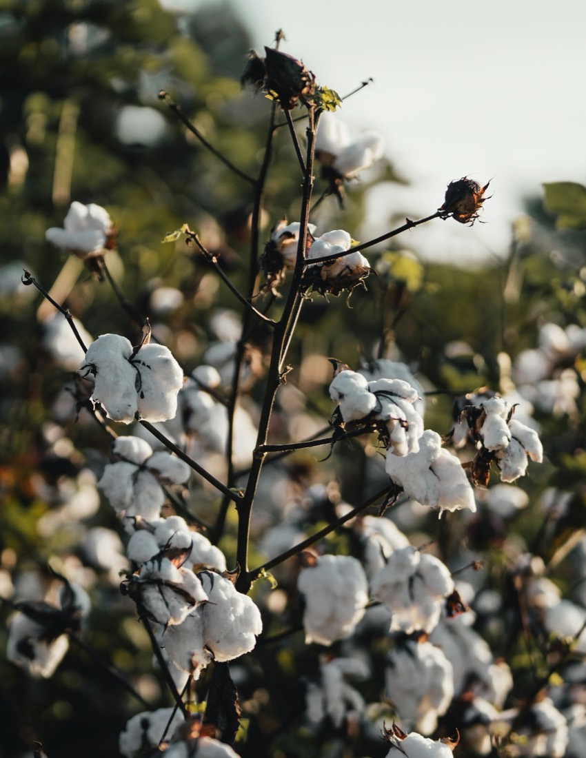 Cotton bolls ready for harvest