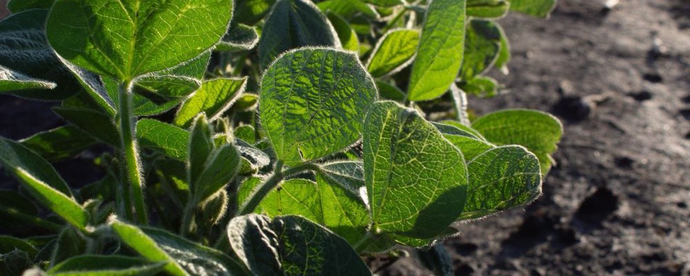 Soybean field rows